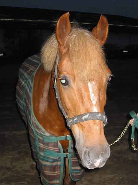 New Forest Simone (solgt) billede 5