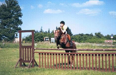 New Forest Simone (solgt) billede 6