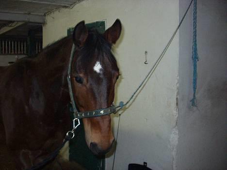 Hannoveraner kilof - hygge på staldgangen kort før at han kom i heste himmelen billede 1