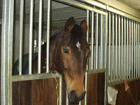 Hannoveraner kilof - kilof der charmer billede 2