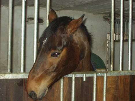 Hannoveraner kilof - kilof der hygger i sin box billede 3