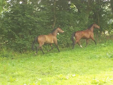 Hannoveraner kilof - kilof og milo som nyder friheden efter sygdom i stalden billede 6