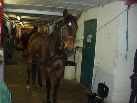 Hannoveraner kilof - kilof på staldgangen billede 7