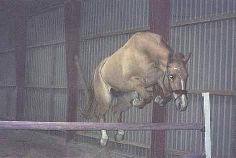 Anden særlig race Shiva -solgt- billede 2