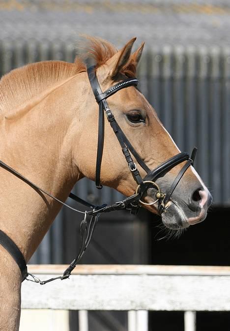 Anden særlig race Shiva -solgt- - traening hjemme 10 sep, shiv er meget glad billede 3