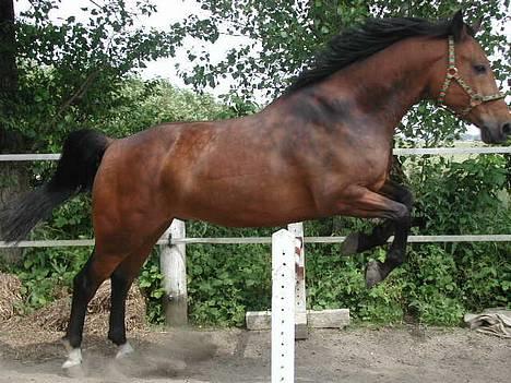 Anden særlig race Casino *himmel hest* - Casino i højt humør, i fuld gang med løspringning billede 8