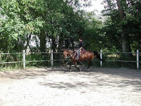 Anden særlig race Casino *himmel hest* billede 9