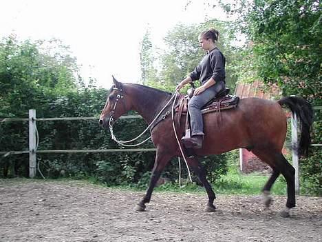 Anden særlig race Casino *himmel hest* billede 10