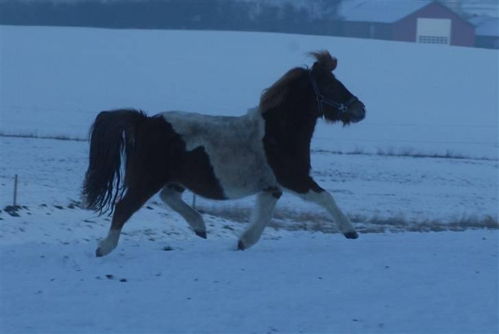 Anden særlig race Søgaards Beauty - Ja ja den lille fede kan skam trave:) December 2009 billede 9