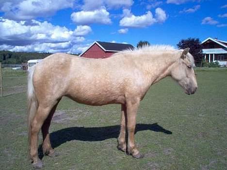 Nordlands Farida - Farida...  billede 1