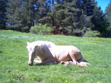 Nordlands Farida - sover på beitet i sommer!! billede 2