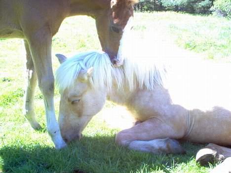 Nordlands Farida - Farida kan godt lige de små føll billede 3