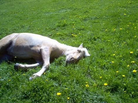 Nordlands Farida - Zzzzzzzzzzzzzzzzzz billede 4