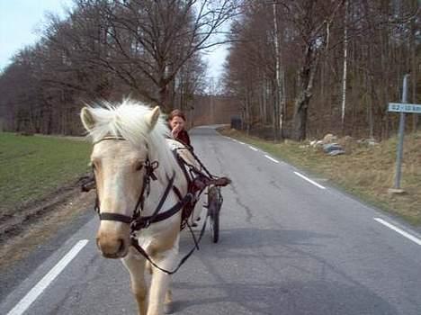 Nordlands Farida - 3 gang vi kjører!! billede 5