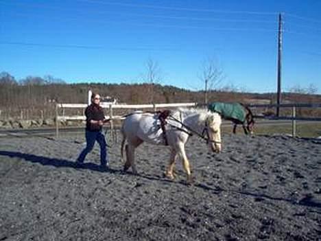 Nordlands Farida - tømmekjøring!! billede 6