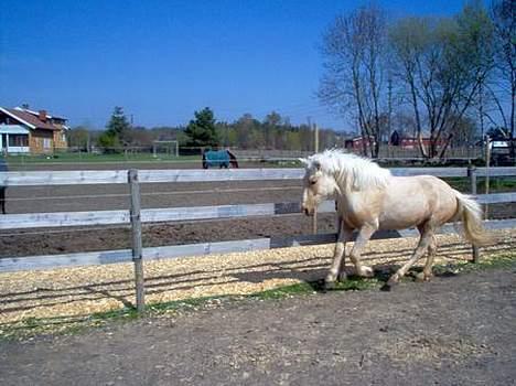 Nordlands Farida - Farida!!! billede 7