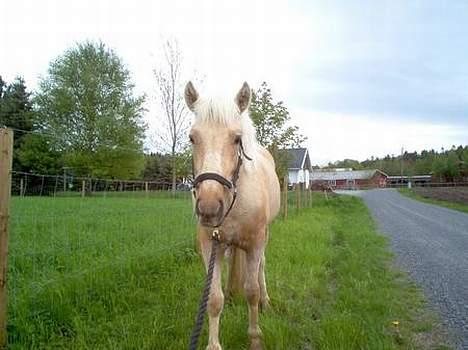 Nordlands Farida - Er hun ikke søde??? billede 9