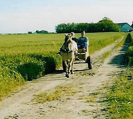 Fjordhest Jenni Mølbak - Vi har lige været på skovtur i vogn- rigtig hyggeligt billede 3