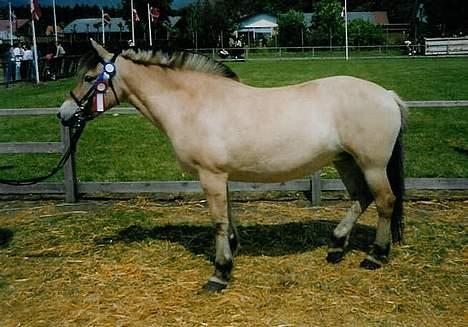 Fjordhest Jenni Mølbak - Her ser i os til Hjørring Dyrskue 2 uger efter Aalborg hvor det blev til 23 point og en fløj plads (og ham der tager billedet ved ikke at hesten ikke må hvile når den skal være opstillet) billede 5