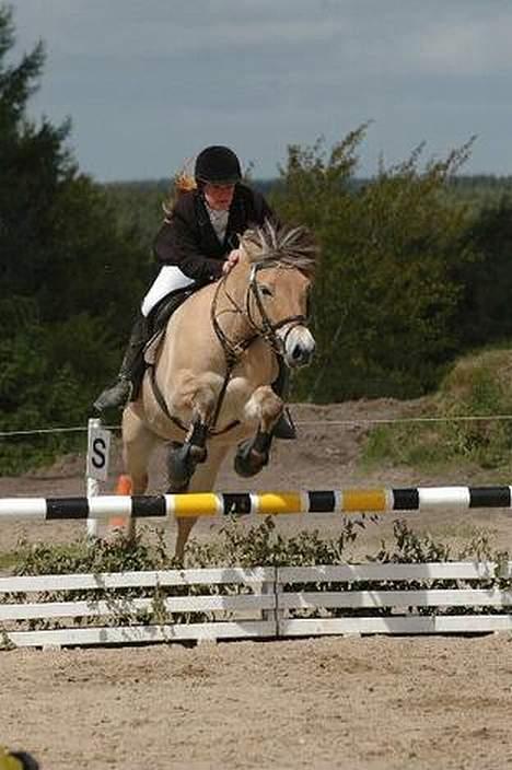 Fjordhest Jenni Mølbak billede 6