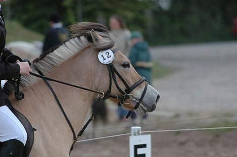 Fjordhest Jenni Mølbak billede 7