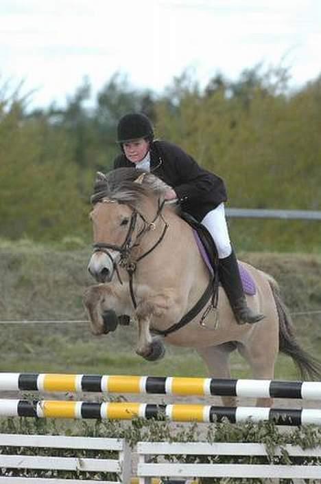 Fjordhest Jenni Mølbak billede 8