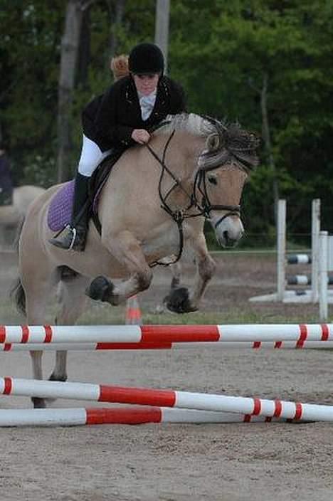 Fjordhest Jenni Mølbak billede 9