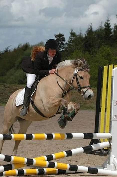 Fjordhest Jenni Mølbak billede 10