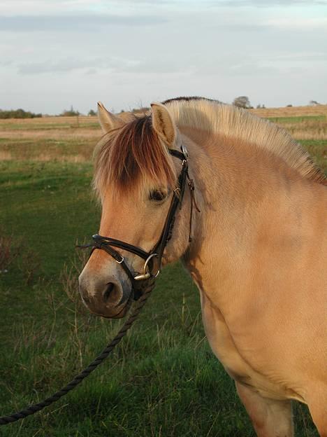 Fjordhest Møllehøjens Gitte - (død) billede 1