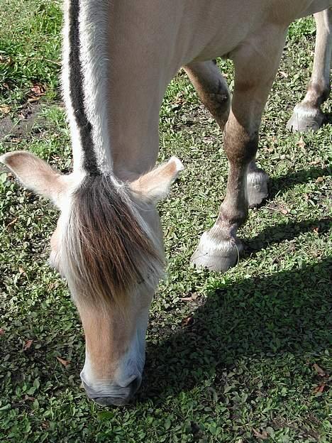 Fjordhest Møllehøjens Gitte - (død) billede 3