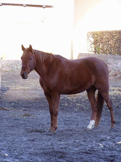 Traver Barske Bangsbo - Barske.. er han ikke sød.. billede 7