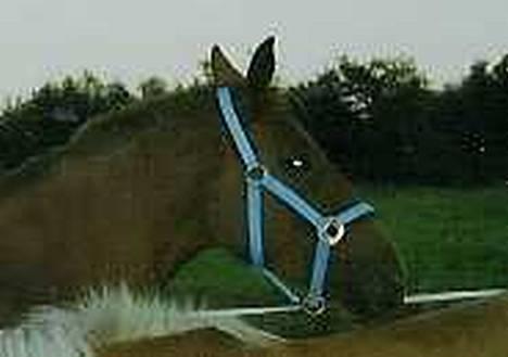 Dansk Varmblod Lazall Harkjær (pinki) - Haiie Eizhia (Lazalls kæreste) billede 5