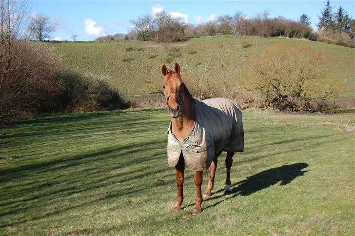 Dansk Varmblod Lazall Harkjær (pinki) - Haiie billede 6