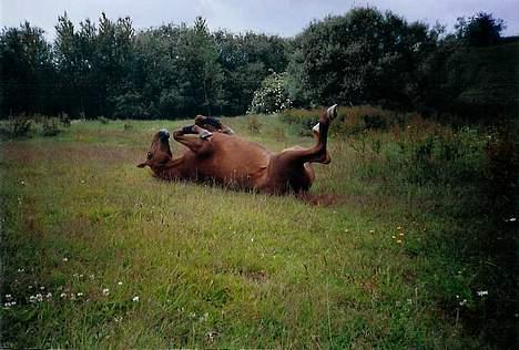 Dansk Varmblod Lazall Harkjær (pinki) - en rulle tur helt om på den anden side billede 7