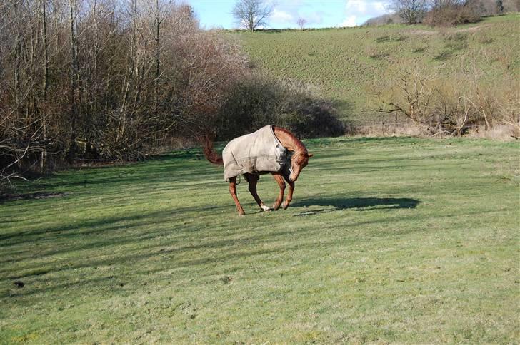 Dansk Varmblod Lazall Harkjær (pinki) - jeg er en vild hest billede 8
