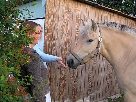 Fjordhest Mai Træholt - Mai Træholt billede 1