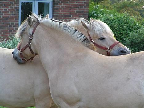 Fjordhest Mai Træholt - Mai bagerst..her sammen med Mille. billede 2