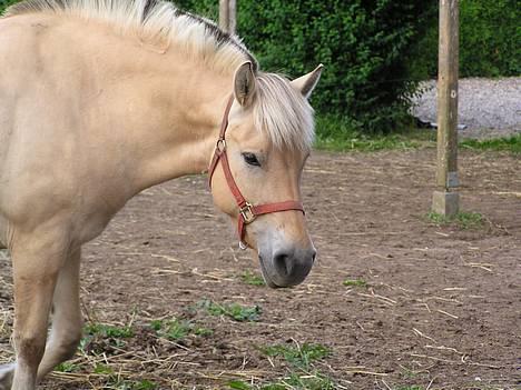 Fjordhest Mai Træholt - Mai den skønne.. billede 3