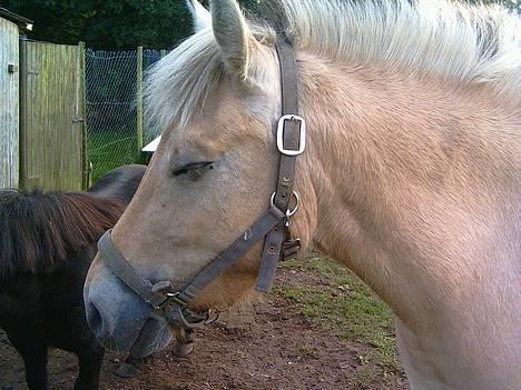 Fjordhest Mai Træholt - Tager lige en slapper. billede 4