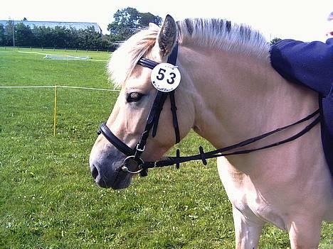 Fjordhest Mai Træholt - Til Kåring i Sdr Hyggum. billede 5
