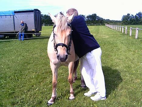 Fjordhest Mai Træholt - Til kåring i Sdr Hyggum. billede 6