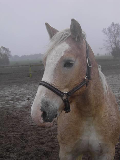 Haflinger Aalekrogens Stafet*SOLGT* - Min fine dreng billede 1