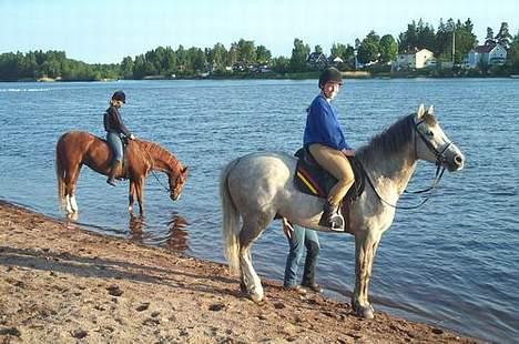 Anden særlig race Precilea billede 4