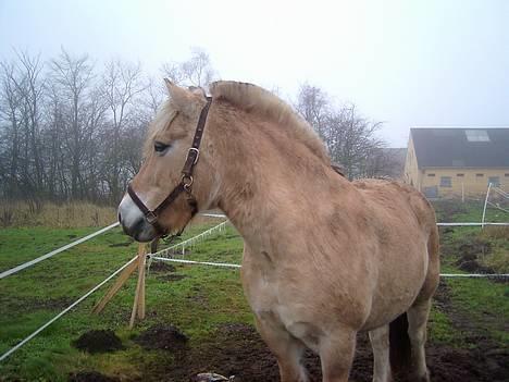 Fjordhest Charlie...Død.. - Nyt: på marken... billede 1