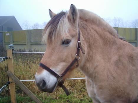 Fjordhest Charlie...Død.. - Charlie på mark igen... billede 2