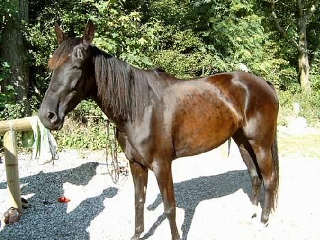 Traver Girl Of Beauty"Afdød" - Se hvor fin man kan blive ;-) billede 3