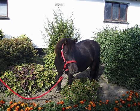 Shetlænder Petter - petter lige en tur inde i bedet.... billede 1