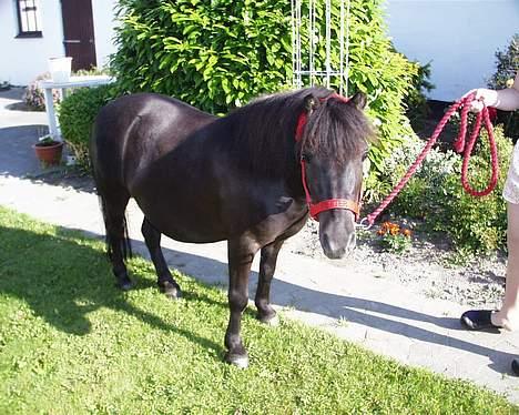 Shetlænder Petter - ligeinden vi skulle på bregentvedstævnet... billede 2