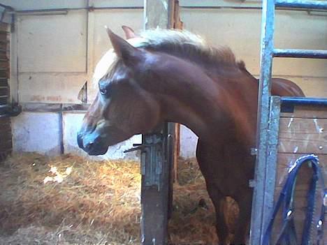 New Forest Simone (solgt) billede 8