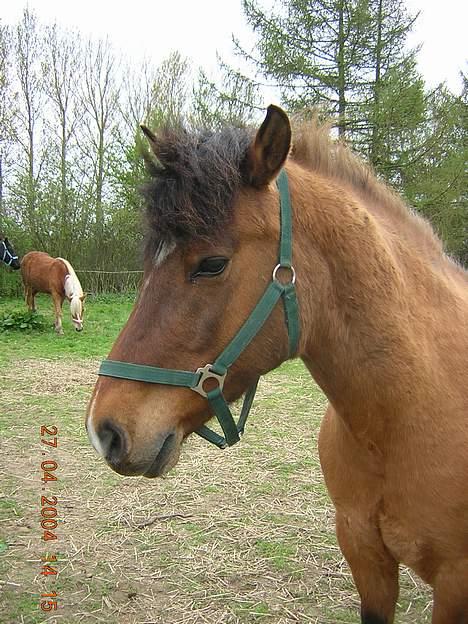 Anden særlig race Puff billede 1